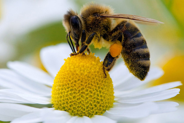 abeille cruiser