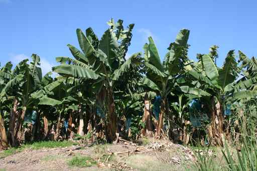 martinique banane