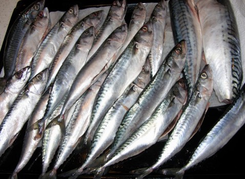 PCB : Résultats de l'étude nationale d'imprégnation des consommateurs de poissons d'eau douce