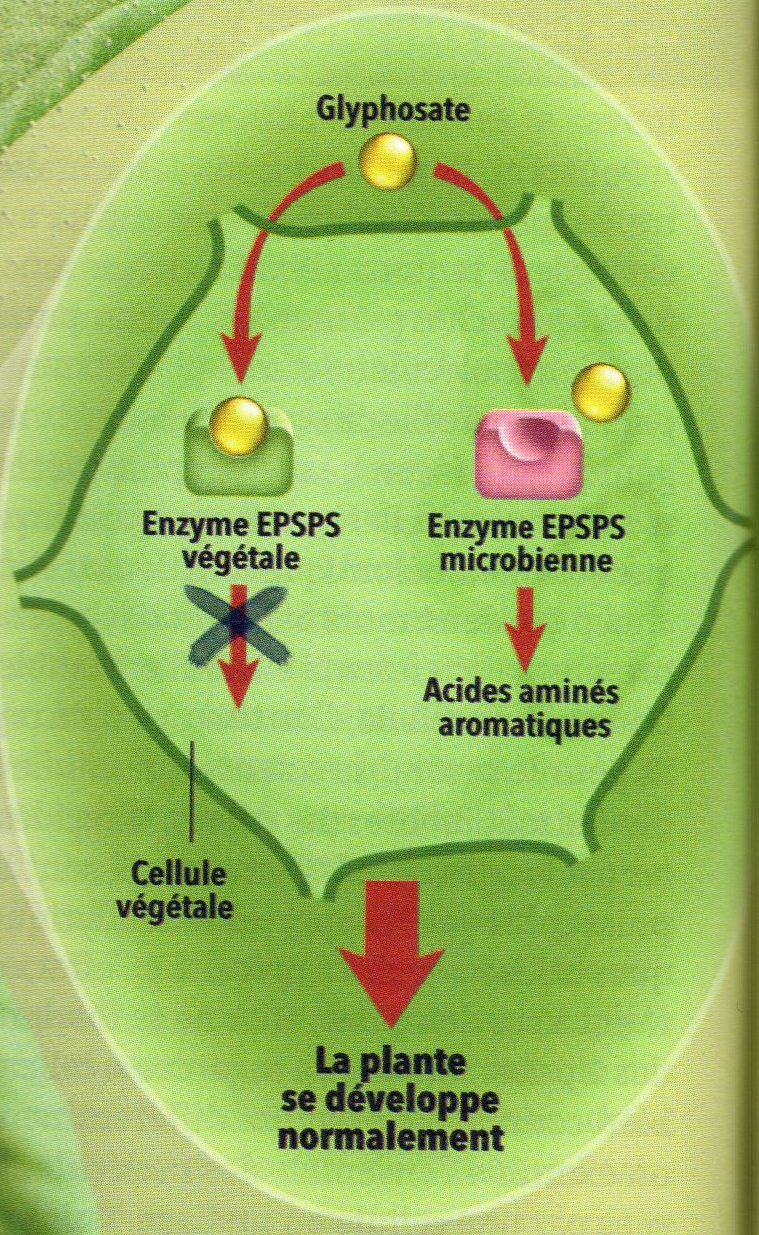 tolérance herbicide