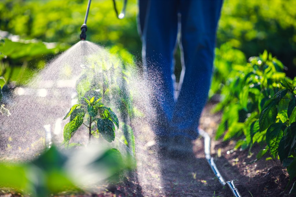 Farmer spraying vegetable green plants in the garden with herbicides ...